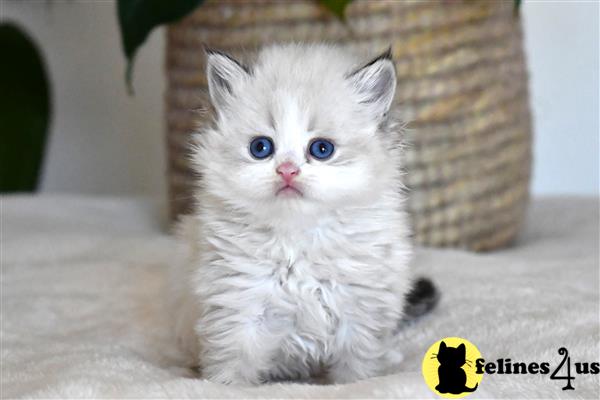 thechubbyfacedcat Picture 2